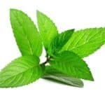 peppermint