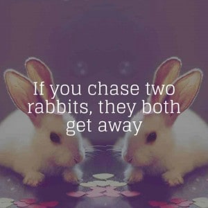 chasing 2 direct sales rabbits