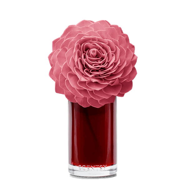 Vanilla Rose - Large Dahlia Darling Fragrance Flower