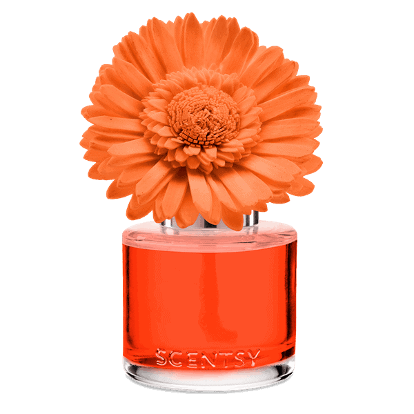 Sunset Cocktail - Dainty Daisy Fragrance Flower